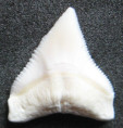 /products/hexanius-griseus-zralok-sedy/